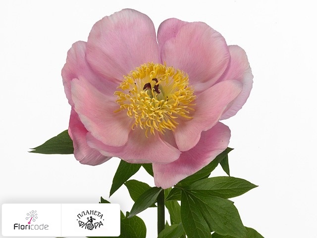 Пион Roselette
