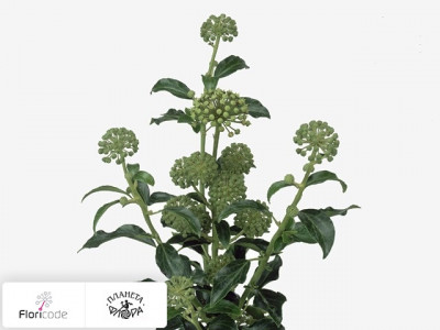 Плющ обыкновенный Groene Trend