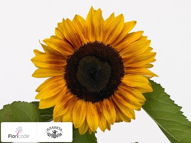 Подсолнечник масличный Sun4U Bicolor