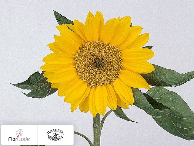 Подсолнечник масличный Sunrich Gold