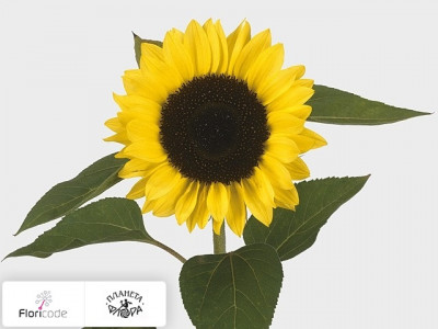 Подсолнечник масличный Sunrich Lemon