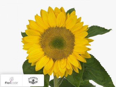 Подсолнечник масличный Sunrich Lime