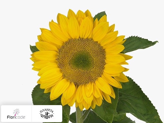 Подсолнечник масличный Sunrich Lime