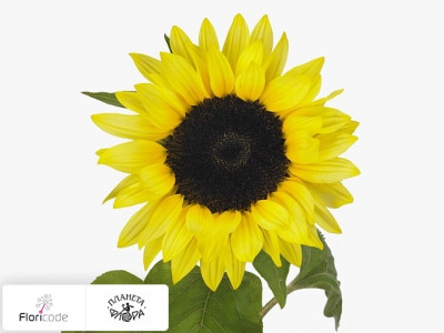 Подсолнечник масличный Sunrich Limoncello
