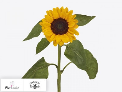 Подсолнечник масличный Sunrich Provence