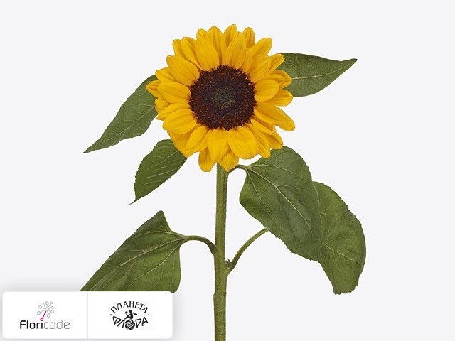 Подсолнечник масличный Sunrich Provence