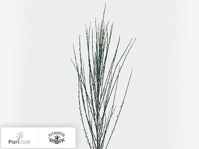 Ракитник Boskoop Ruby decoratie