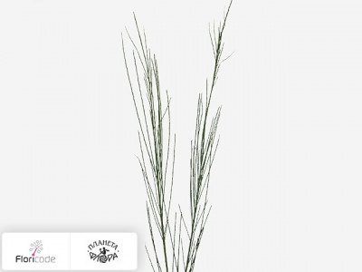 Ракитник X praecox Allgold decoratie