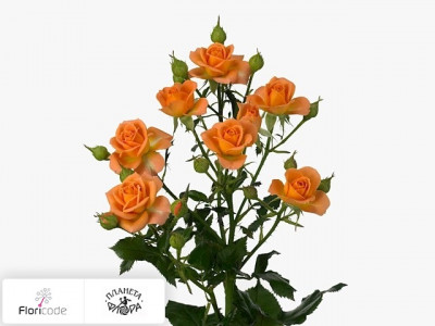 Роза кустовая 4 Good Peach