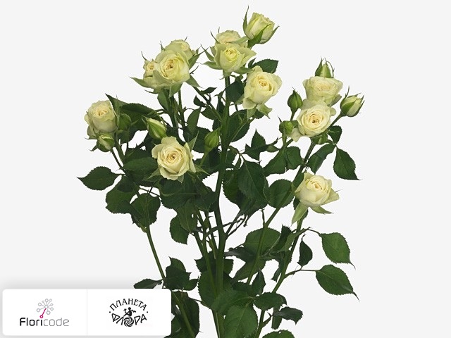 Роза кустовая Evergreen