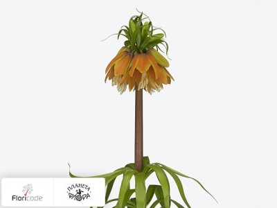 Рябчик императорский Orange Sweet