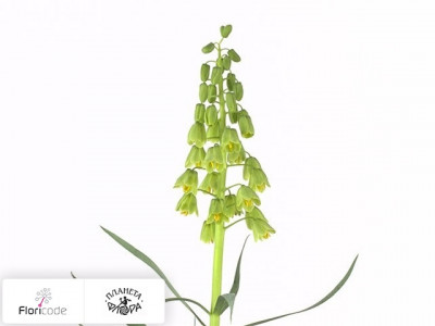 Рябчик персидский Ivory Bells