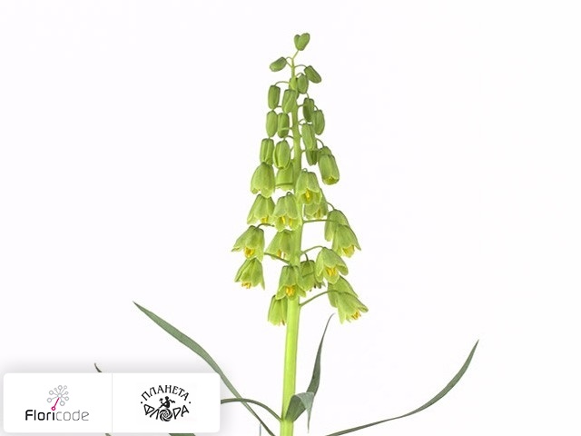Рябчик персидский Ivory Bells