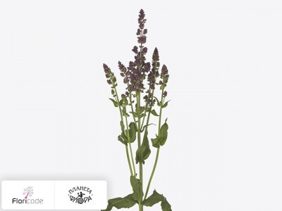 Сальвия дубравная Premium Plum Power