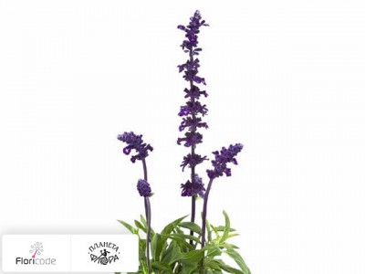 Сальвия Farinacea Victoria