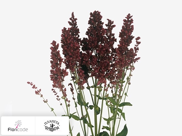 Сальвия Plumosa