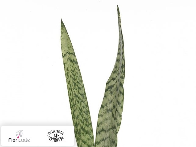 Сансевиерия зейланика X