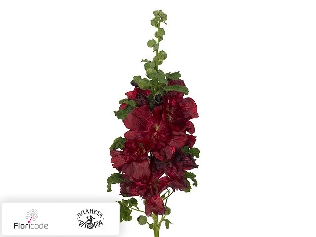 Штокроза розовая Spring Celebrities Crimson
