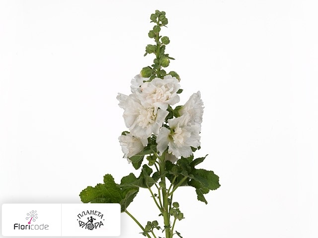 Штокроза розовая Spring Celebrities White