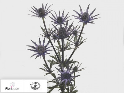 Синеголовник альпийский Blue Star