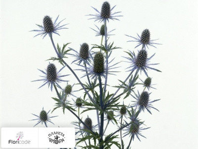 Эрингиум Blue Angel