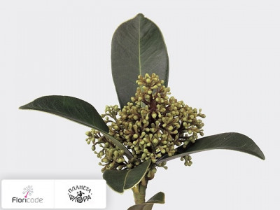 Скиммия Confusa Kew Green