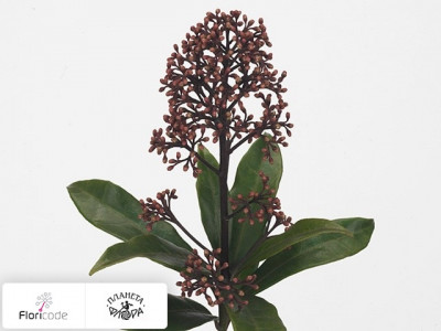 Скиммия японская Subsp. reevesiana Magical Winterred