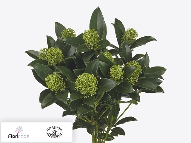 Скиммия японская White Globe per bos