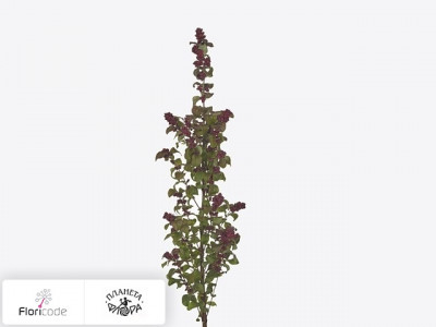 Снежноягодник Orbiculatus Magical Purple