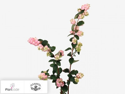 Снежноягодник Pink Berry Grp Laura