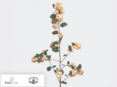 Снежноягодник Pink Berry Grp Magical Charming Fantasy