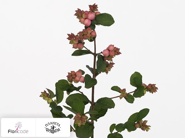 Снежноягодник Pink Berry Grp Magical Joy