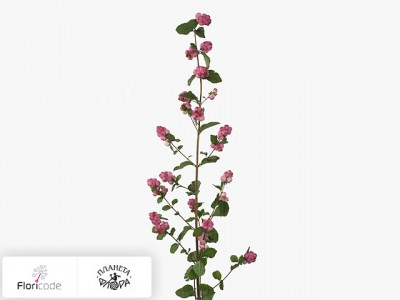 Снежноягодник Pink Berry Grp Magical Melody