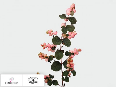 Снежноягодник Pink Berry Grp Magical Pink Pearl