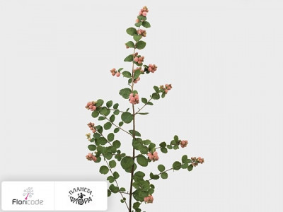 Снежноягодник Pink Berry Grp Magical Red Pearl