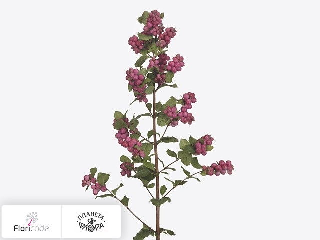 Снежноягодник Pink Berry Grp Magical Ruby Giant
