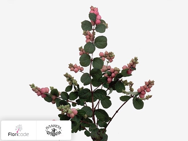 Снежноягодник Pink Berry Grp Magical Scarlet Pearl