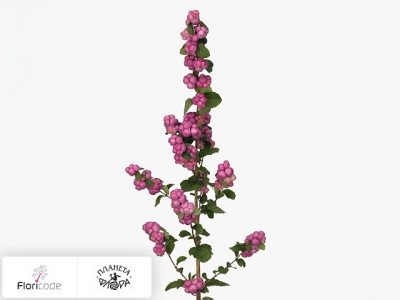 Снежноягодник Pink Berry Grp Magical Treasure