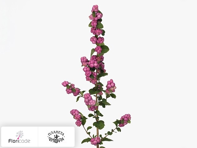 Снежноягодник Pink Berry Grp Magical Treasure