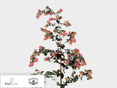 Снежноягодник Pink Berry Grp Purple Hedge