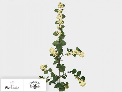 Снежноягодник White Berry Grp Magical Bright Fantasy