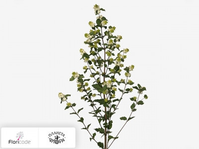Снежноягодник White Berry Grp Magical Milky Way