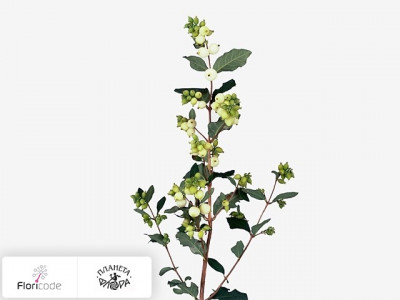 Снежноягодник White Berry Grp Magical Snowflake