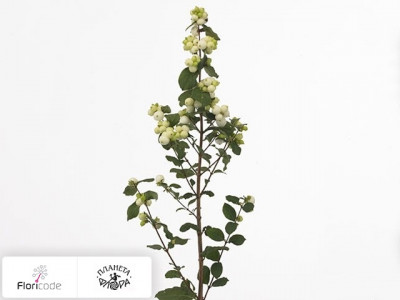 Снежноягодник White Berry Grp Magical Snowqueen