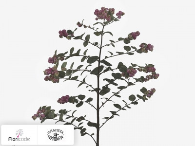 Снежноягодник X doorenbosii Pink Berry Grp Marleen
