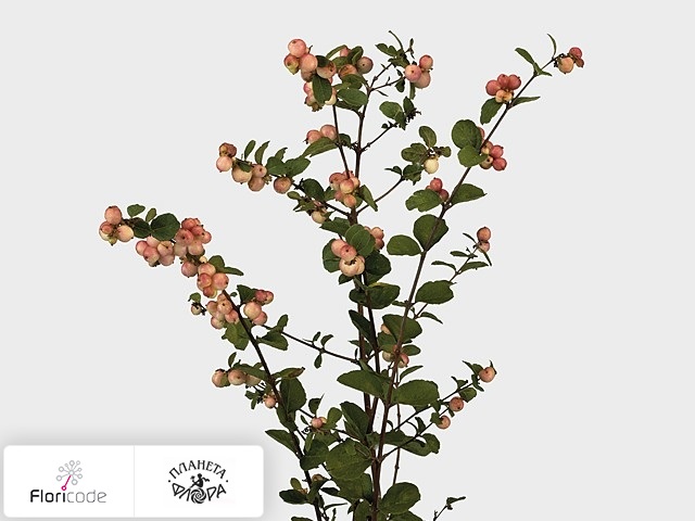 Снежноягодник X doorenbosii Pink Berry Grp Mother of Pea