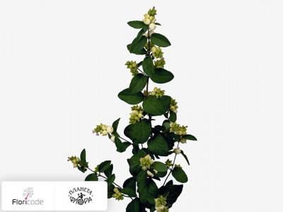 Снежноягодник X doorenbosii White Berry Grp White Hedge