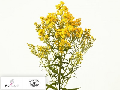 Солидаго Citronella