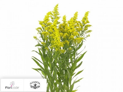 Солидаго Mardi Grass Golden Amazone