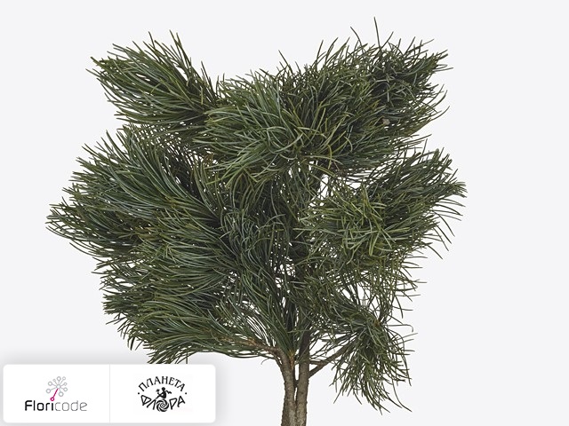 Сосна Parviflora Glauca per kilo